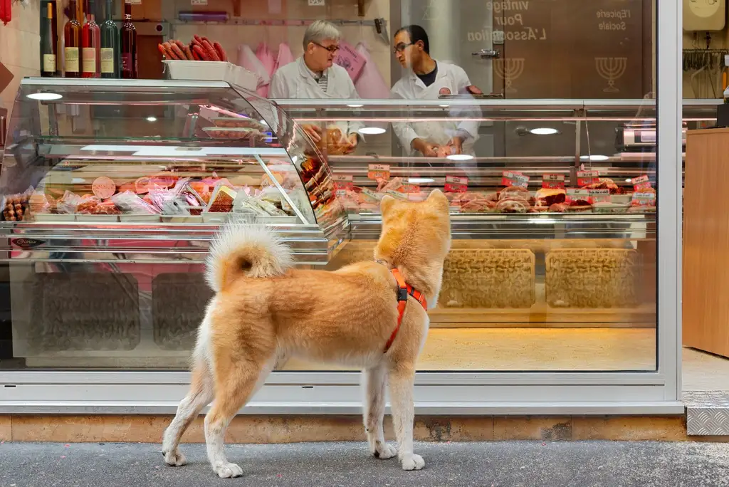 Un chien attend sagement devant la vitrine, pendant que les bouchers servent au comptoir